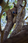 23rd Feb 2018 - koala's watching