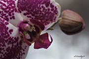 14th Apr 2018 - Orchid 