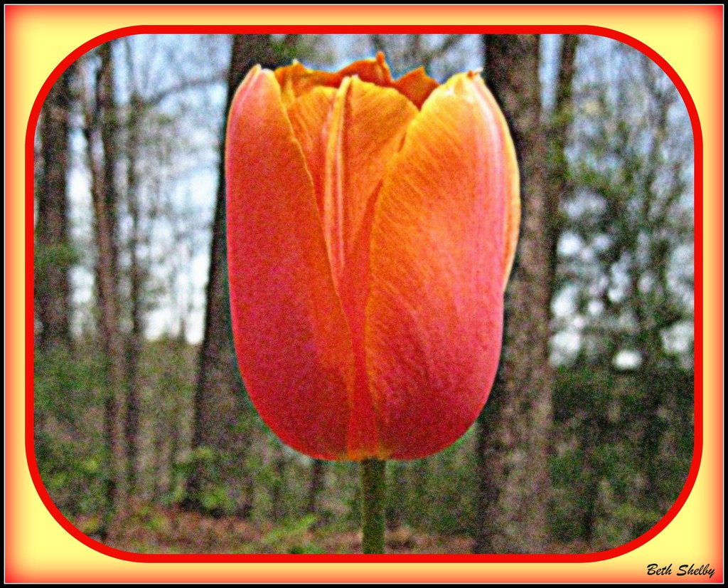 My One Lone Tulip by vernabeth