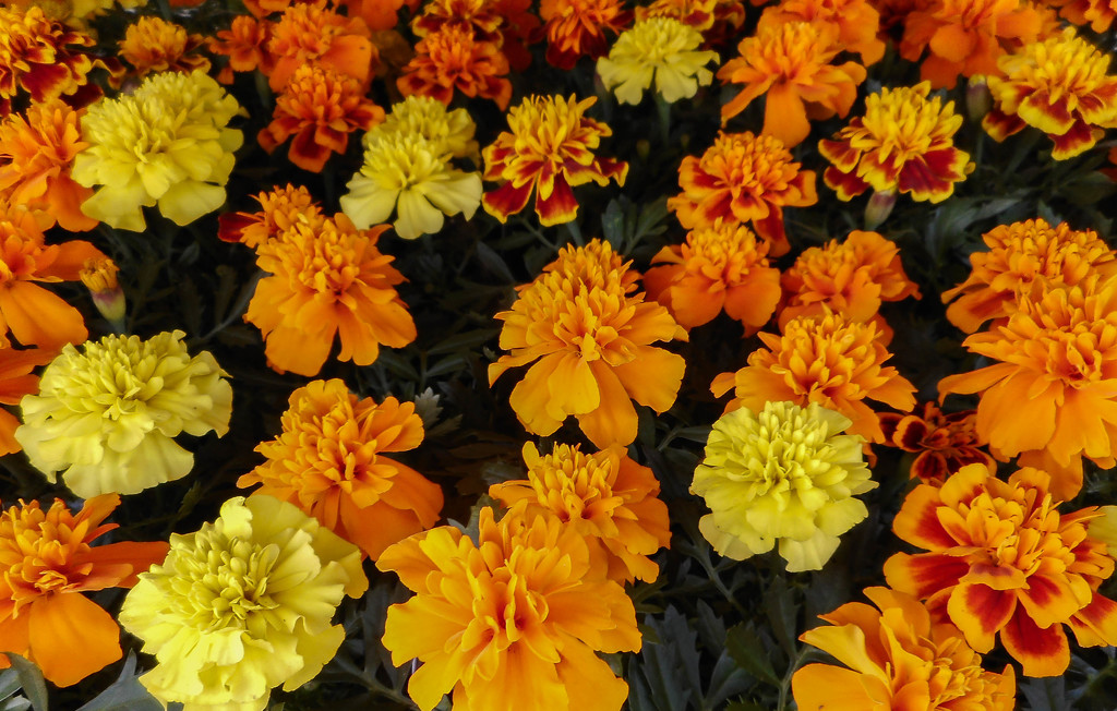 Marigolds by mittens