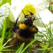14th Apr 2018 - Humble Bee