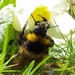 Humble Bee by 30pics4jackiesdiamond