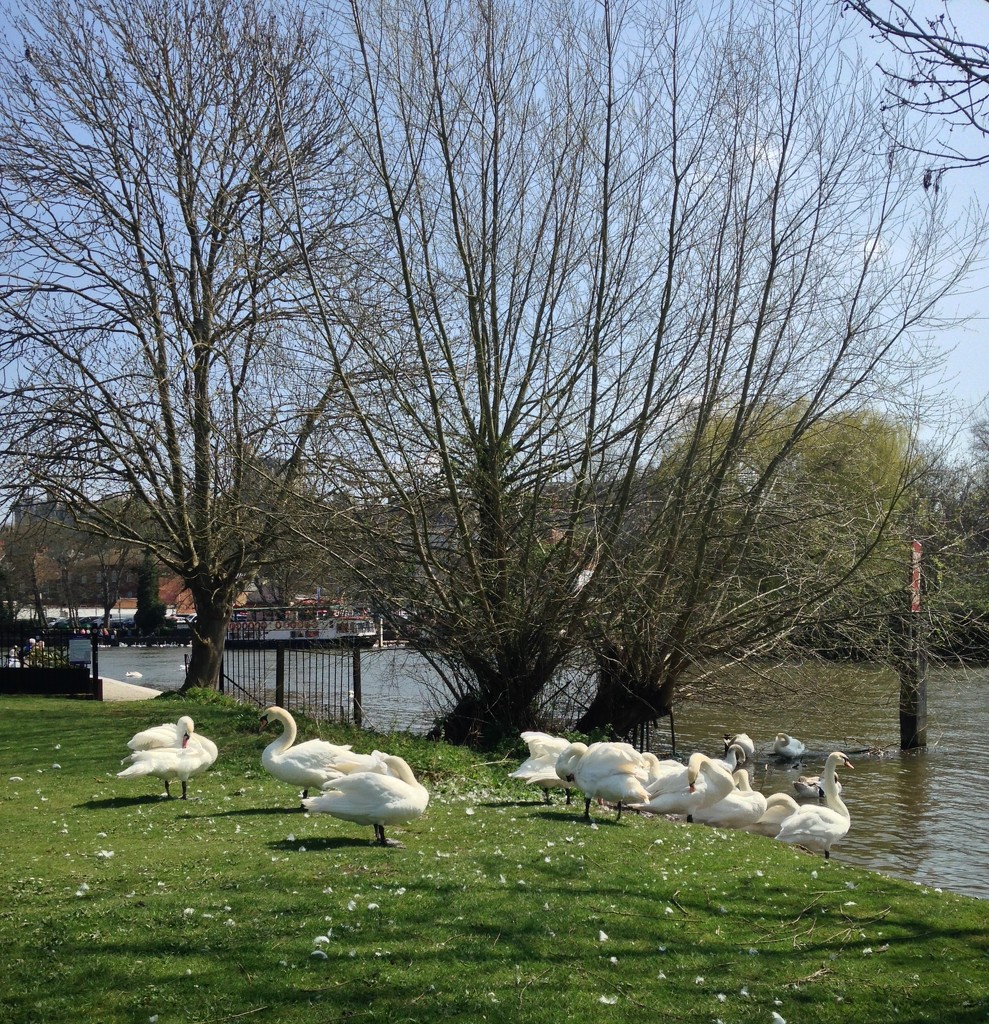 #46 Swans on The Brocas Windsor by denidouble