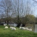 #46 Swans on The Brocas Windsor by denidouble