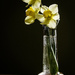 Daffodils Finally Open by skipt07