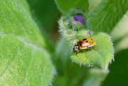 14th Apr 2018 - TINY TEENY LADYBIRD