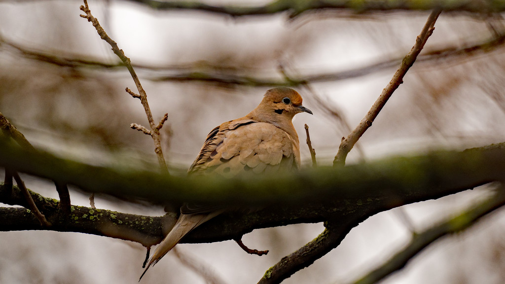 Mourning Dove on a branch in the woods by rminer