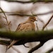 Mourning Dove on a branch in the woods by rminer