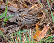 14th Apr 2018 - Ground Sparrow Landscape