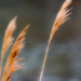 Prairie Grass by rminer