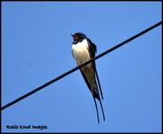 14th Apr 2018 - First swallow