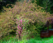 13th Apr 2018 - Flowering Currant and Candy Cane Tree