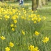 Walking through daffodils by helenhall