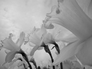 14th Apr 2018 - DSCN9333 (3) Daffodil