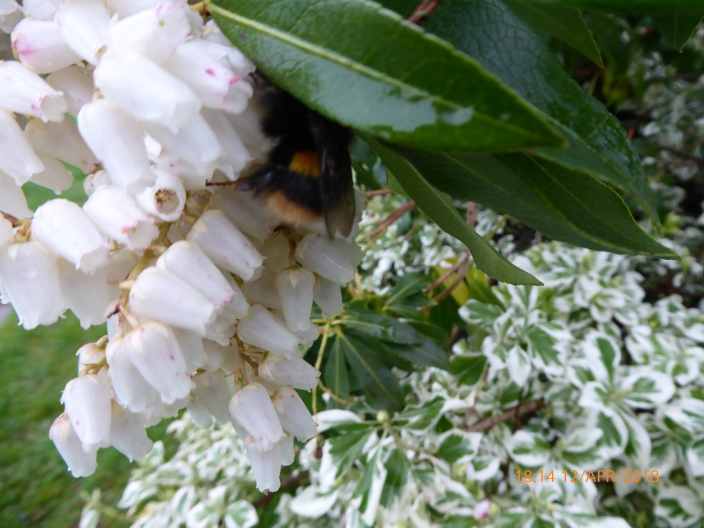 Spot the bumble bee....  by snowy