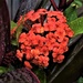 Ixora  After The Rain ~ by happysnaps