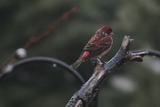 14th Apr 2018 - Male Purple Finch