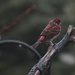 Male Purple Finch by bjchipman