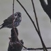 Female Purple Finch by bjchipman