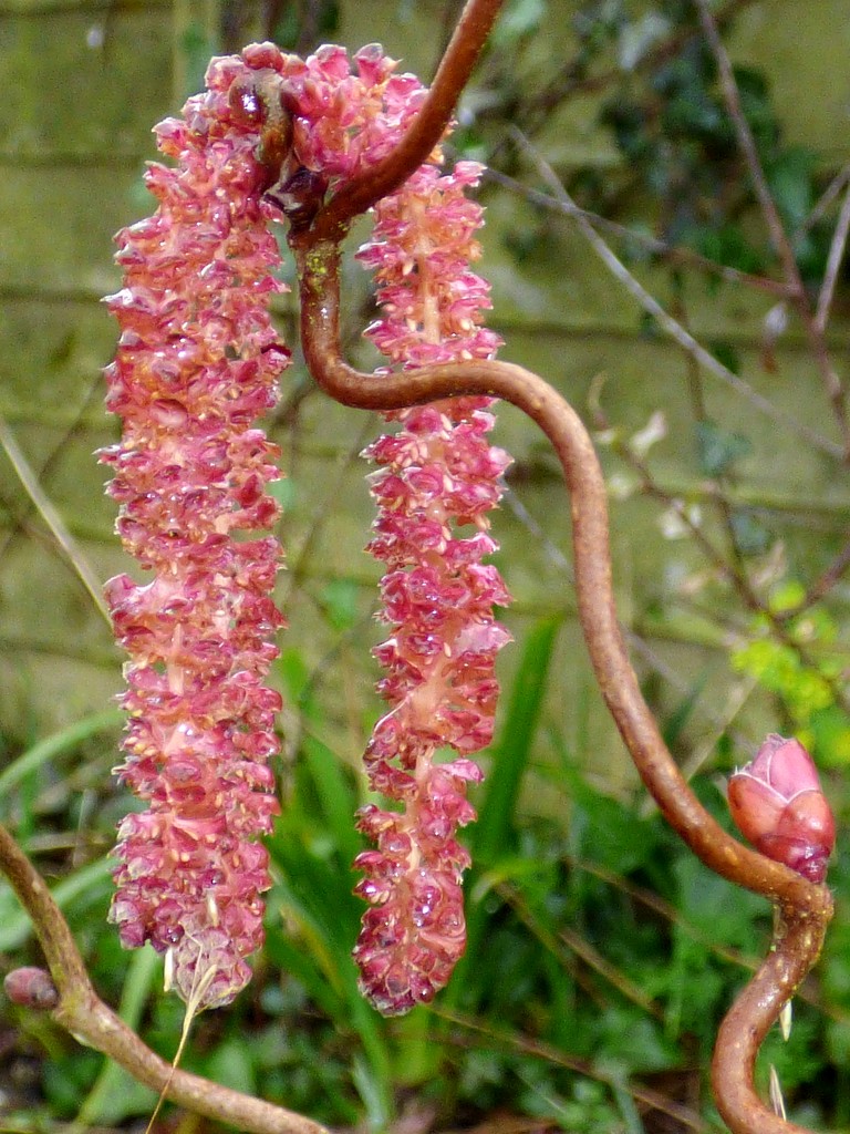 More catkins by julienne1