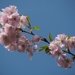 Pretty Blossom by bizziebeeme