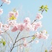 So pretty, beautiful blossoms. by bizziebeeme