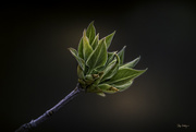 14th Apr 2018 - Lilac Leaves