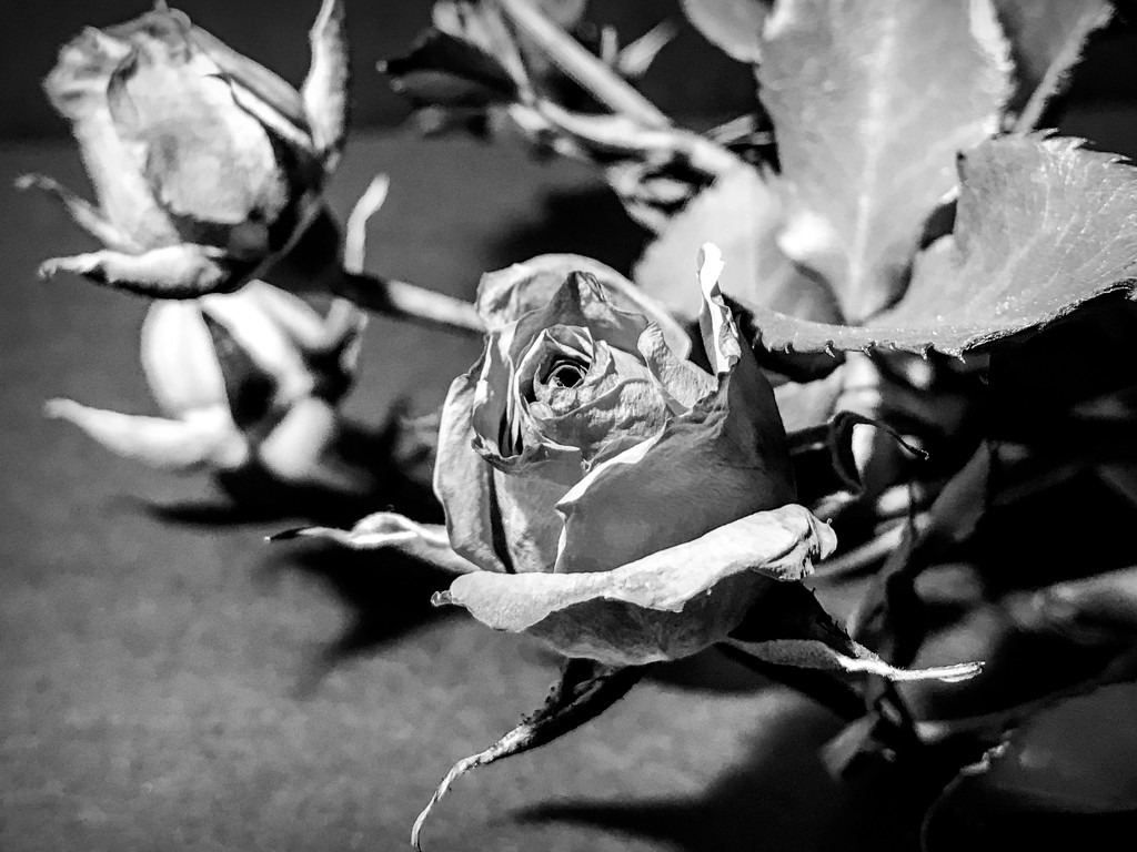 dried rose in b&w by jernst1779