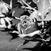 dried rose in b&w by jernst1779
