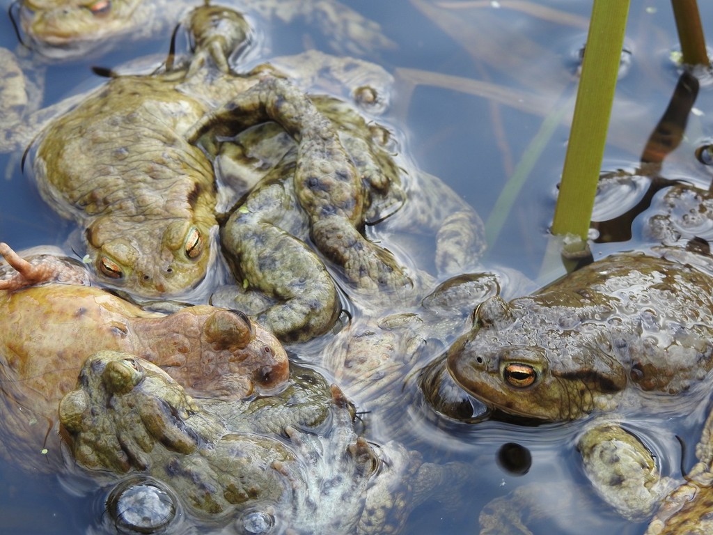 A Knot of Toads by roachling