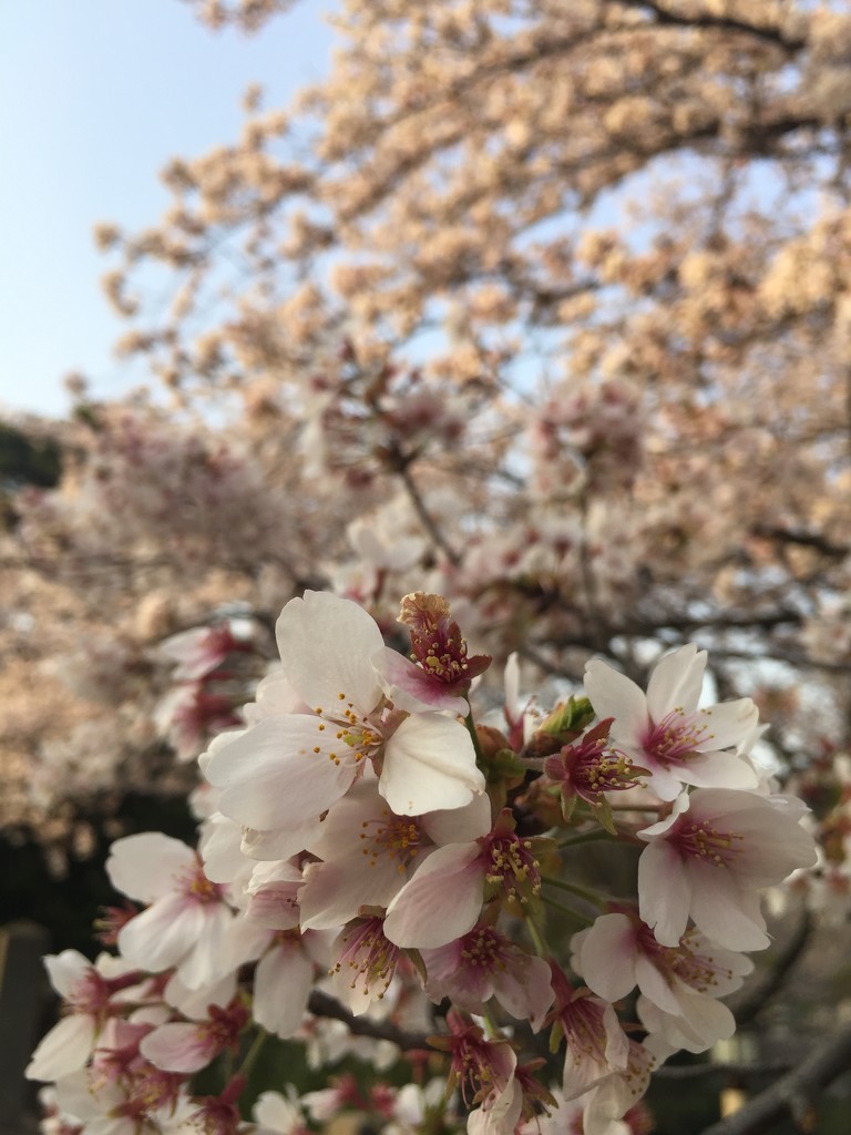Sakura.  by cocobella