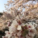 Sakura.  by cocobella
