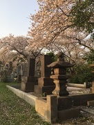 14th Apr 2018 - Cherry blossom in Aoyama cemetery. 
