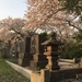 Cherry blossom in Aoyama cemetery.  by cocobella