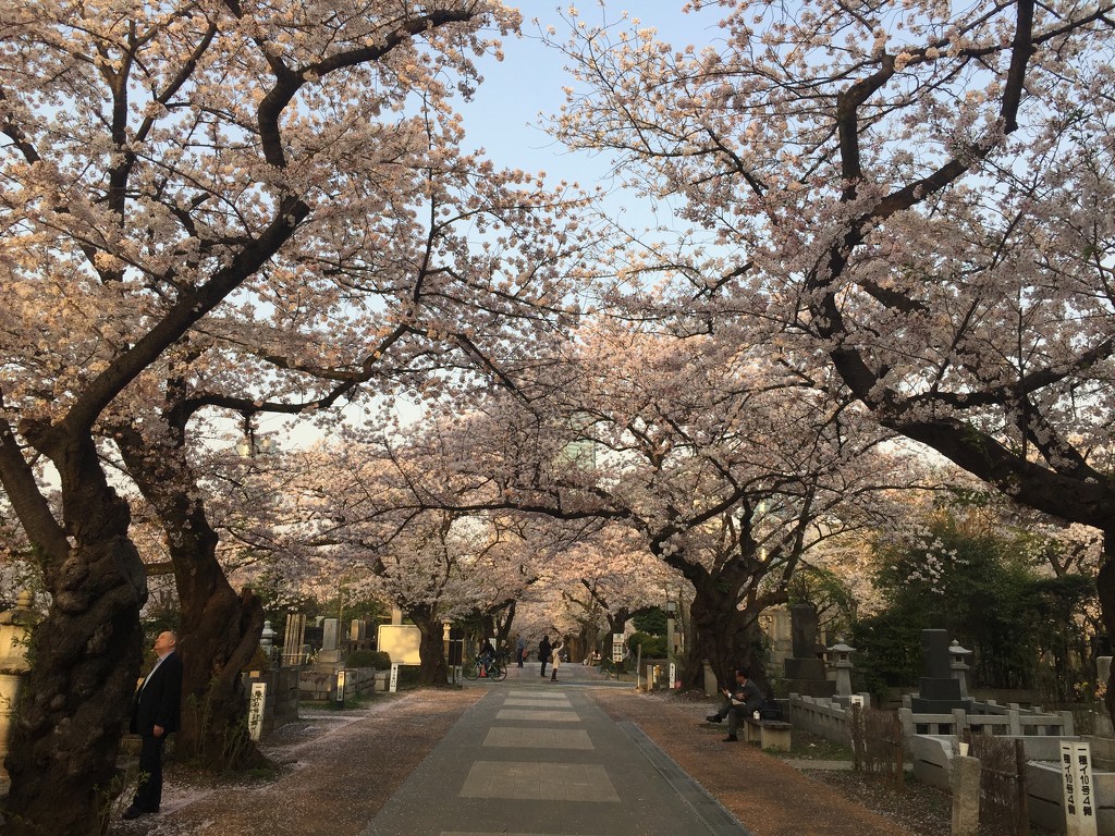 Cherry blossoms Avenue  by cocobella
