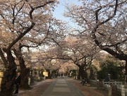 15th Apr 2018 - Cherry blossoms Avenue 