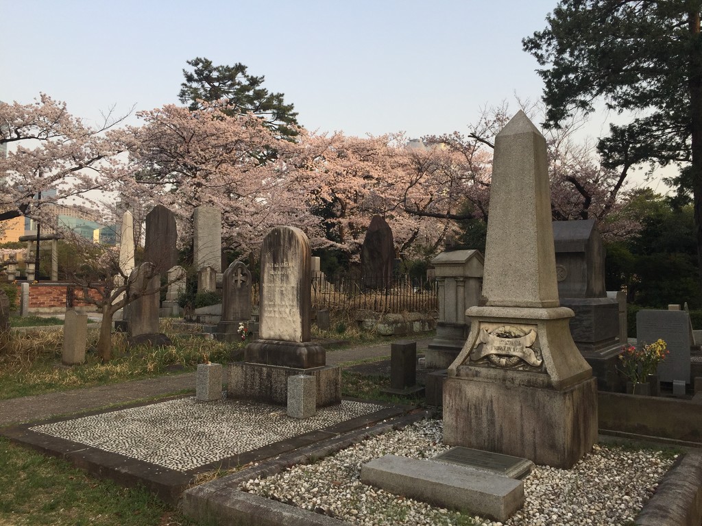 Graves and cherry blossoms.  by cocobella