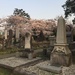 Graves and cherry blossoms.  by cocobella