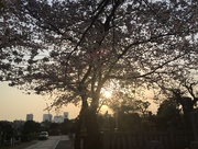 15th Apr 2018 - Sunset on Aoyama. 