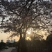 Sunset on Aoyama.  by cocobella