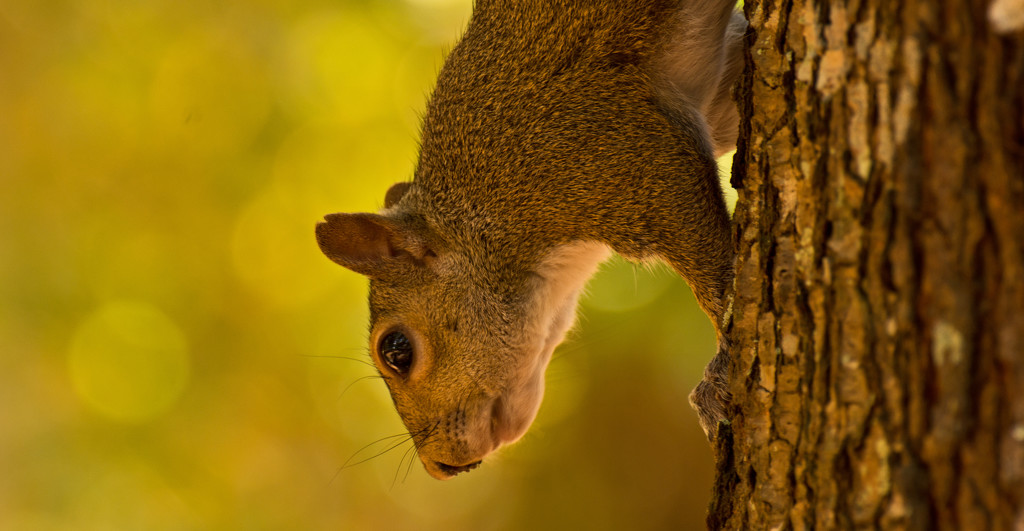 Squirrel Hanging Down! by rickster549