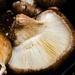 Mushroom  by clay88