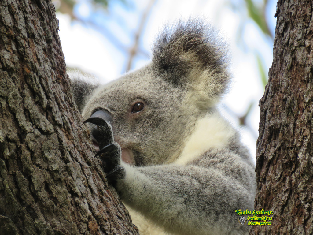 patience by koalagardens