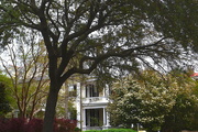 15th Apr 2018 - Historic home and oak tree, historic district, Charleston, SC