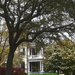 Historic home and oak tree, historic district, Charleston, SC by congaree