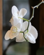 15th Apr 2018 - April 15: orchid