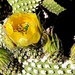 Bunny Ears Cactus by stownsend