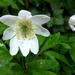 Wood anemone by julienne1