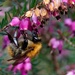 BEE AND HEATHER by markp