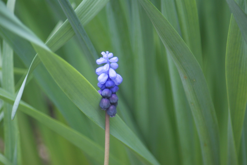 Grape Hyacinth by 365projectmaxine
